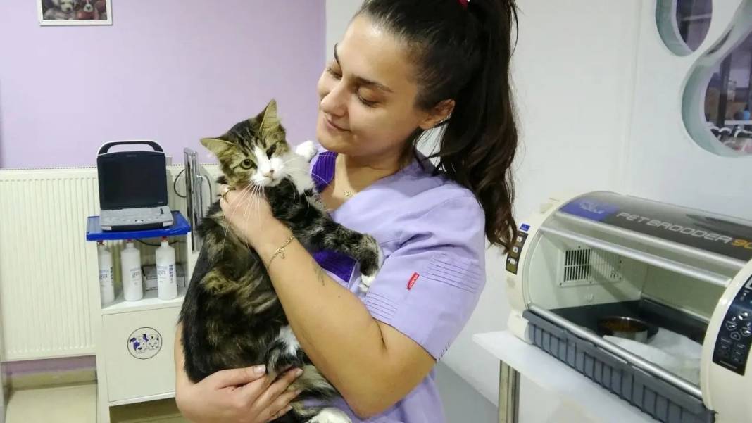 Isparta’da Kedi Nazlı Kan Nakliyle Hayata Döndü! 3